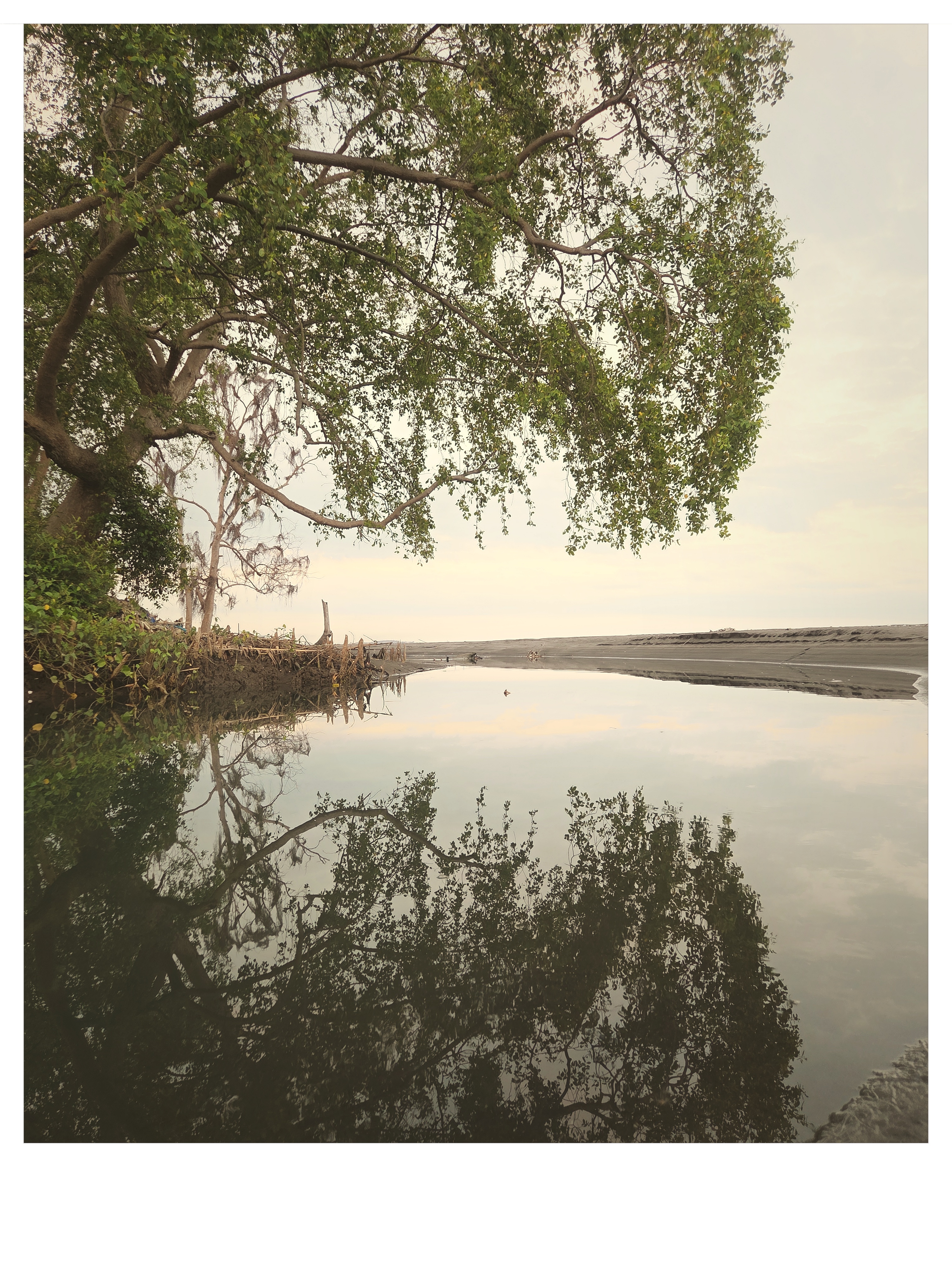 Lush mangrove trees reflecting on still tidal water in East Lombok shot on NeoFilm Instant Memory 600