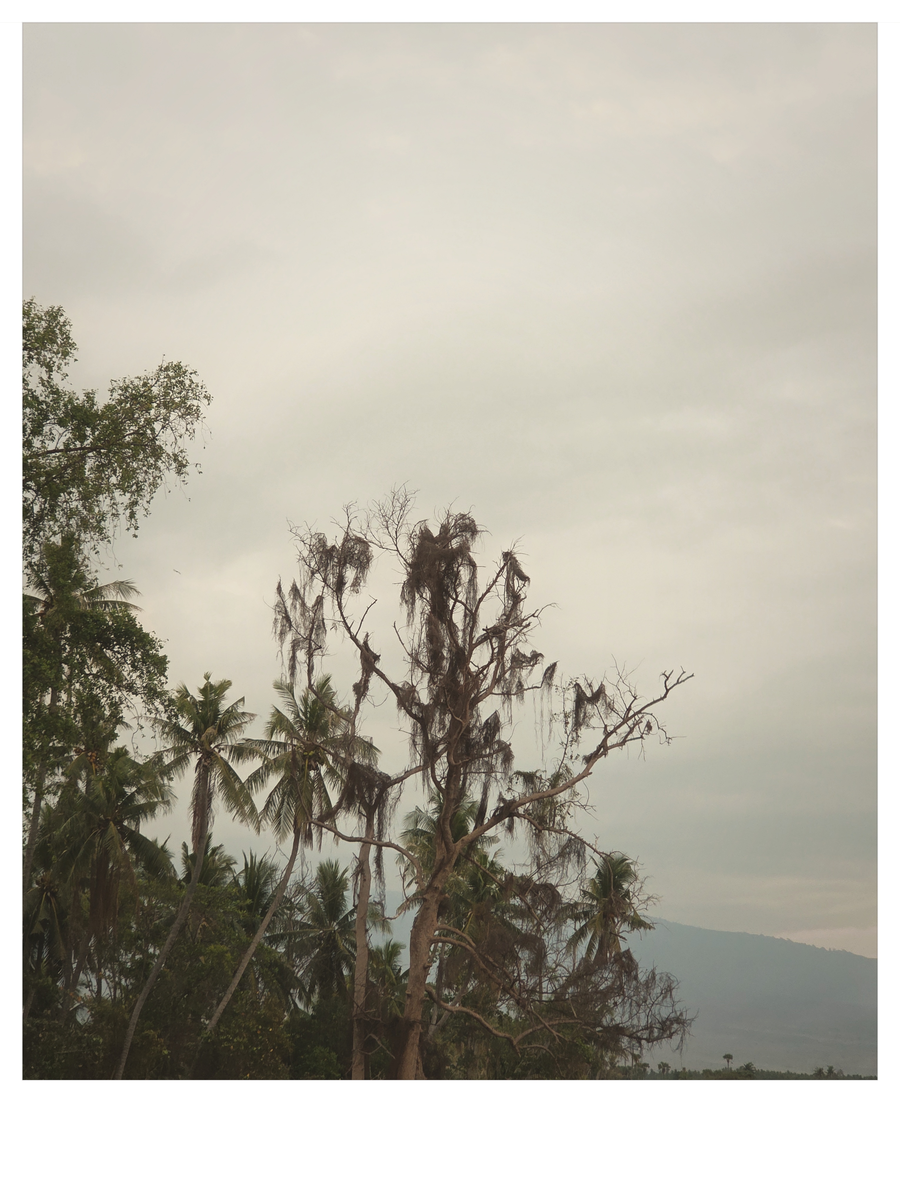 Silhouetted coastal tree branches against twilight sky in East Lombok shot on NeoFilm Instant Memory 600