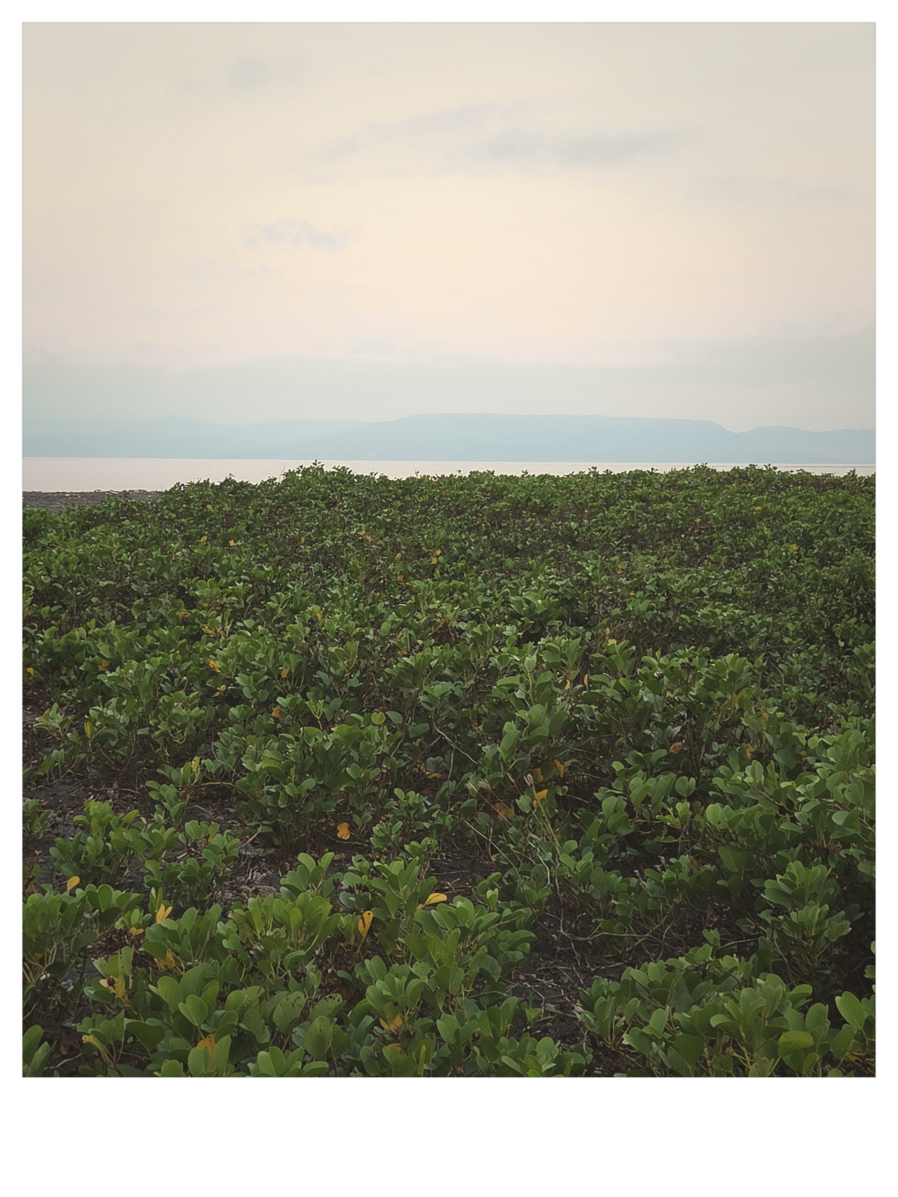 Golden sunlight filtering through shoreline trees in East Lombok shot on NeoFilm Instant Memory 600
